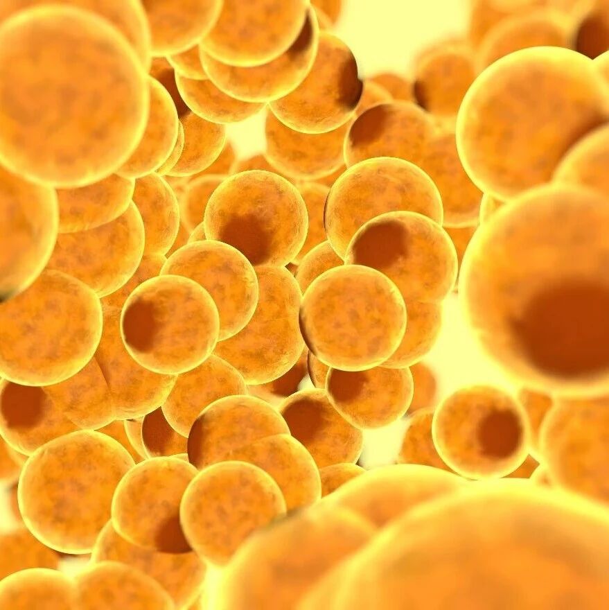 Diabetologia最新综述：白色脂肪三大细胞亚型分工各不同，揭秘体重反弹与代谢损伤生物学机制